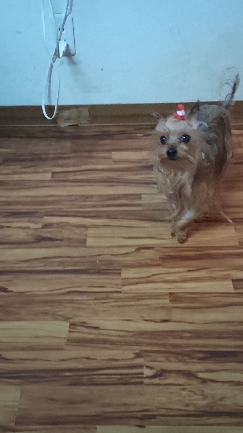 ヨーキーのみゅーちゃん お泊まりの様子