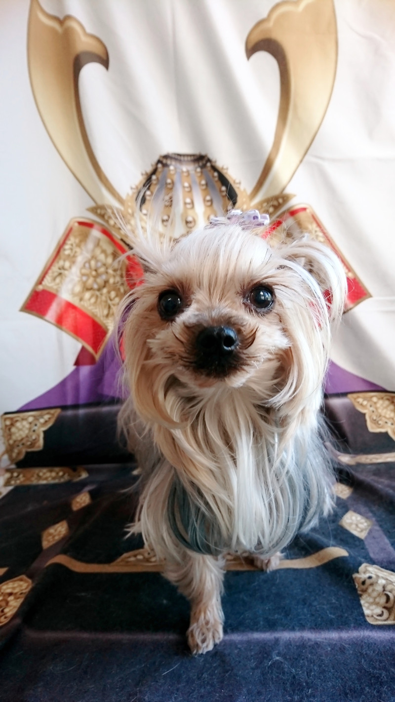 ヨーキーのゆずちゃん お爪切り