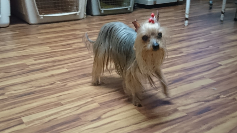 ヨーキーのみゅーちゃん お泊まりの様子