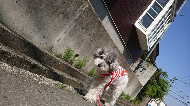 プードルのプータちゃん お泊まりの様子