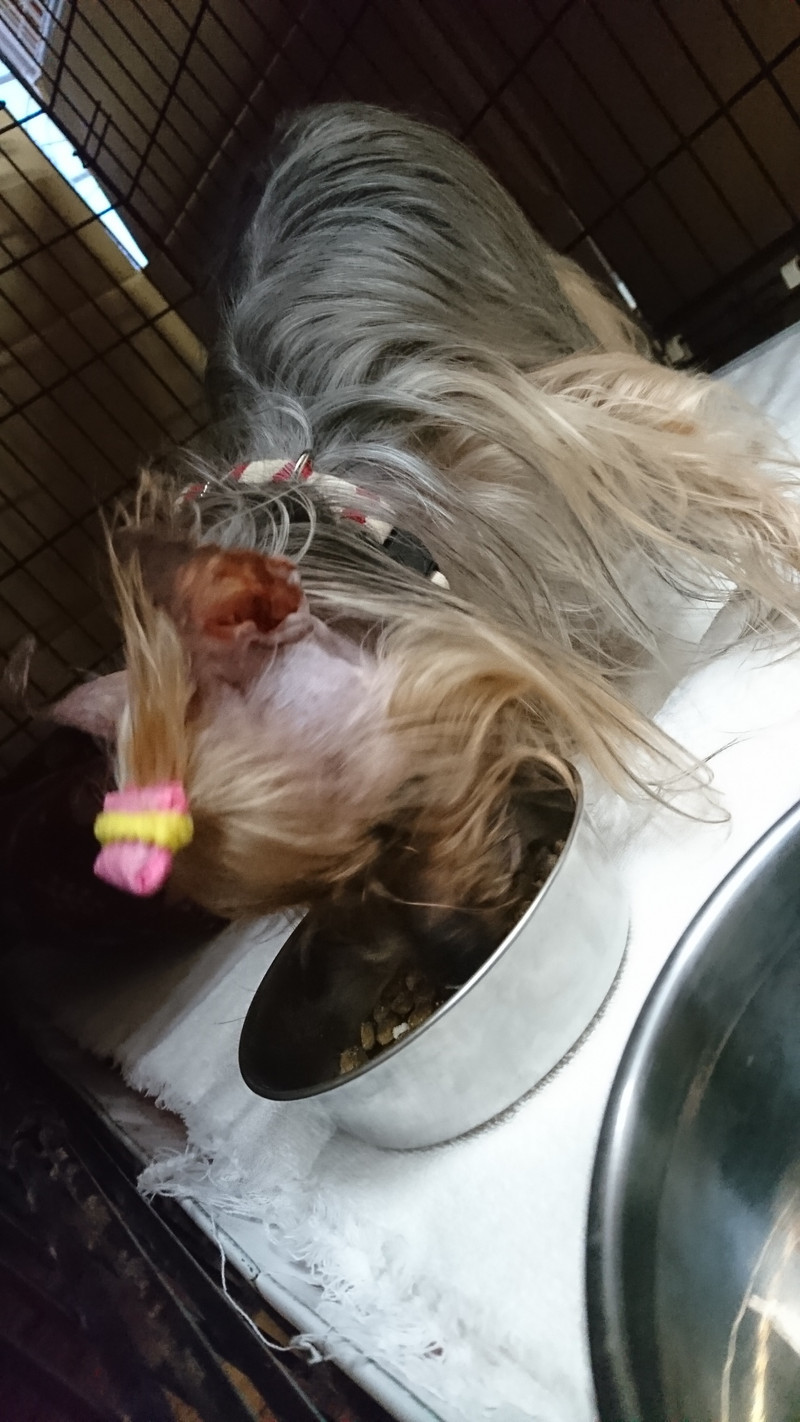 ヨーキーのみゅーちゃん お泊まりの様子