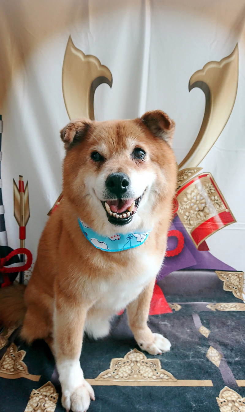 MIXのラッキーちゃん グルーミングコース