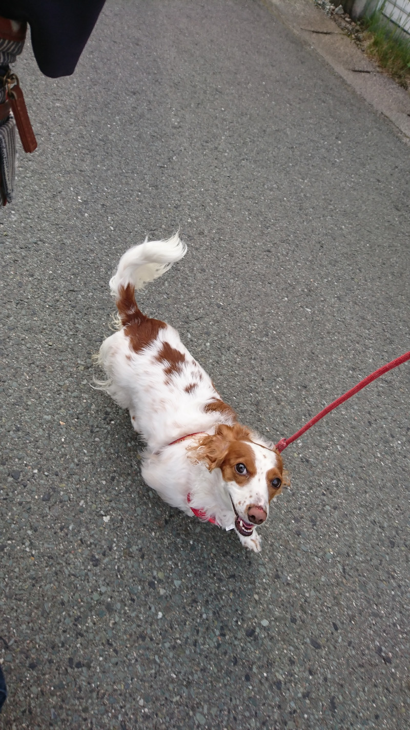 ダックスのひまわりちゃん お泊まりの様子