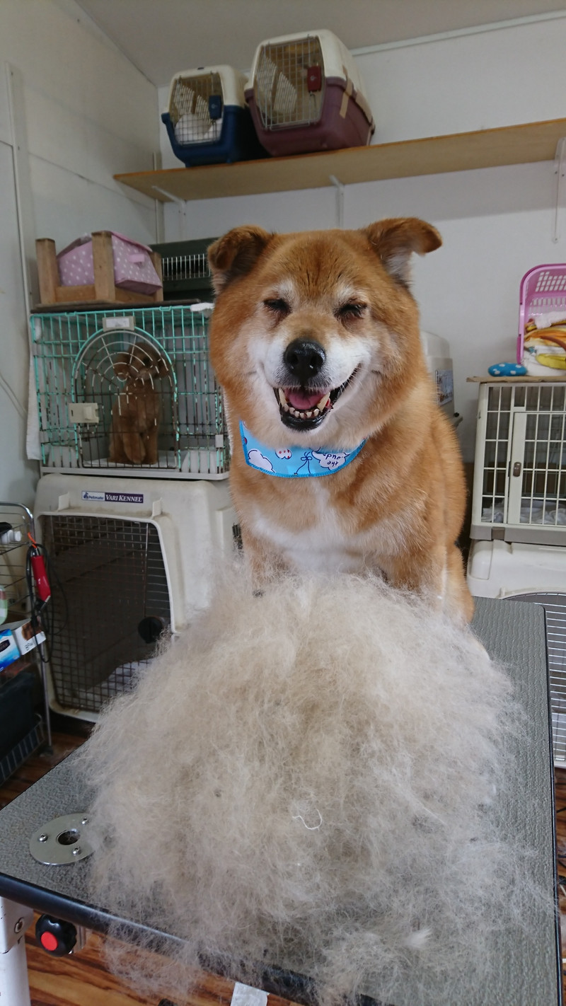 MIXのラッキーちゃん グルーミングコース