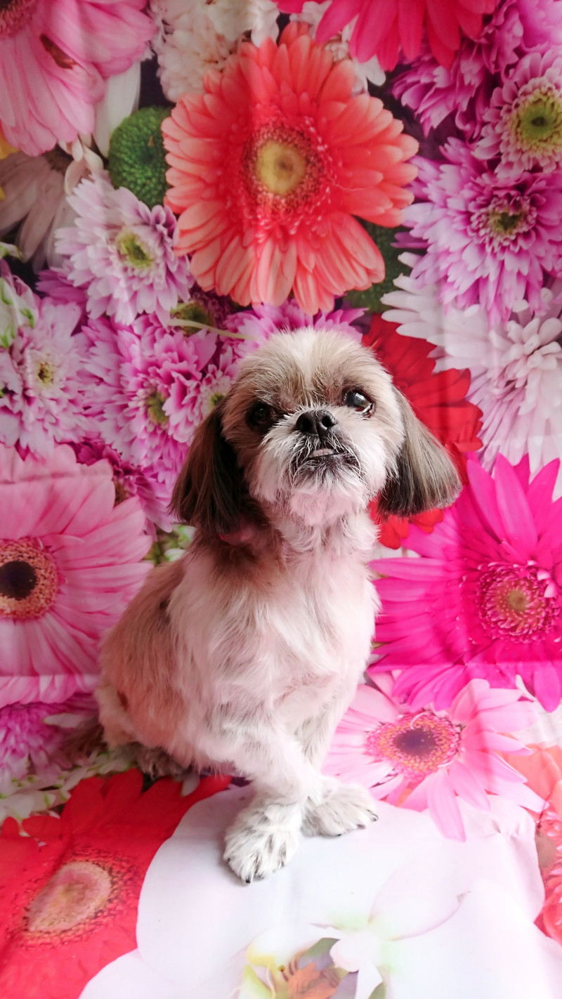 シーズーのクーちゃん シャンプーコース