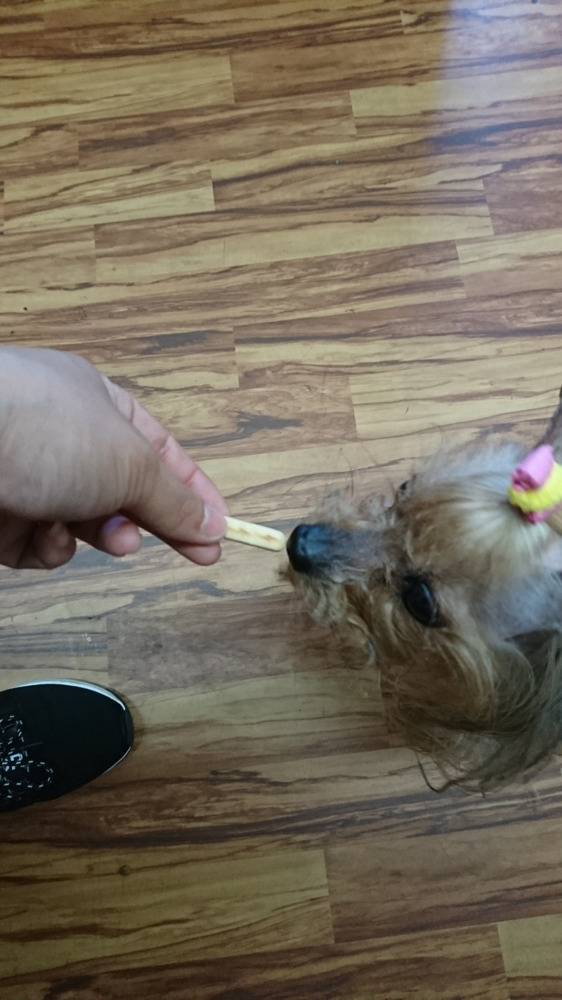 ヨーキーのみゅーちゃん お泊まりの様子