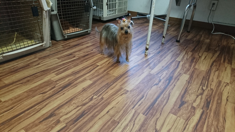 ヨーキーのみゅーちゃん お泊まりの様子