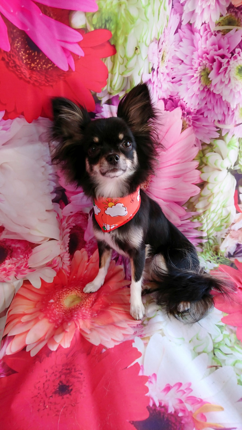 チワワのチョコちゃん グルーミングコース 部分カット