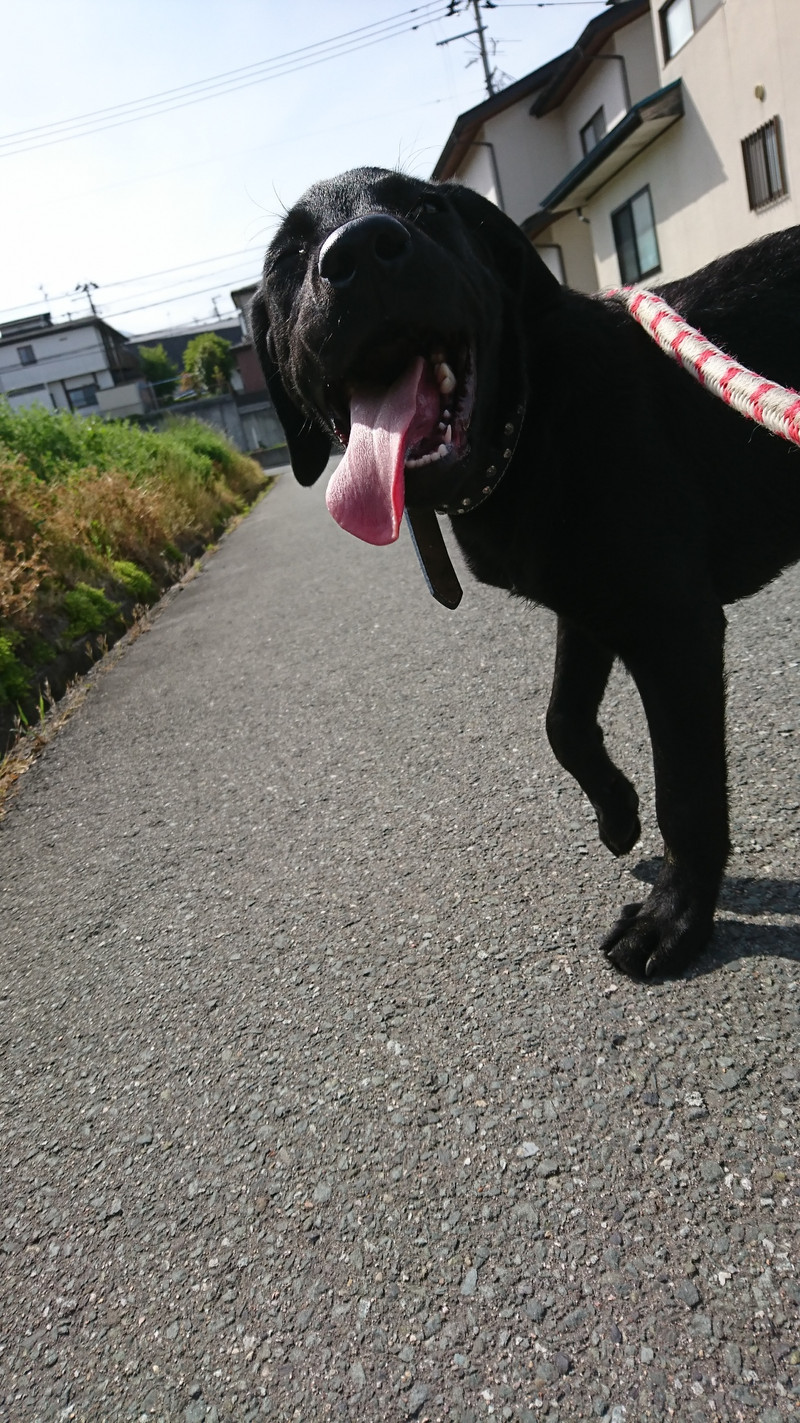 ラブラドールの小次郎ちゃん お泊まりの様子