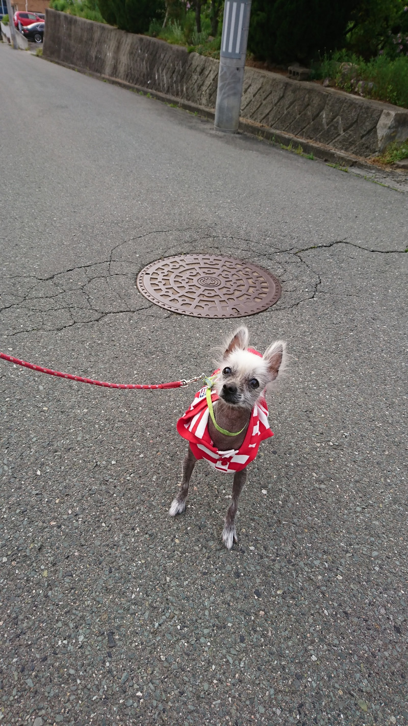 チャイクレのクレちゃん お泊まりの様子