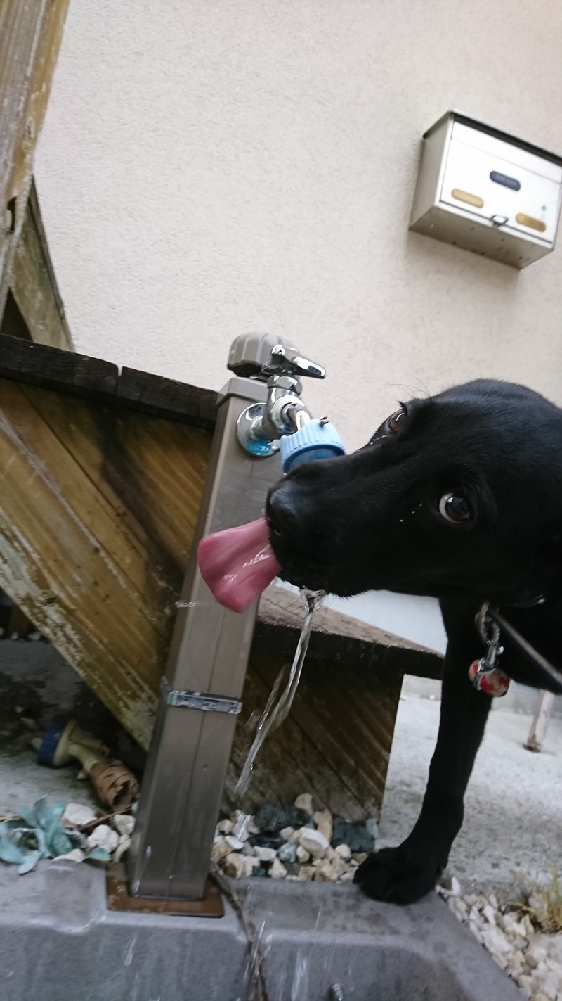 ラブラドールの小次郎ちゃん お泊まりの様子