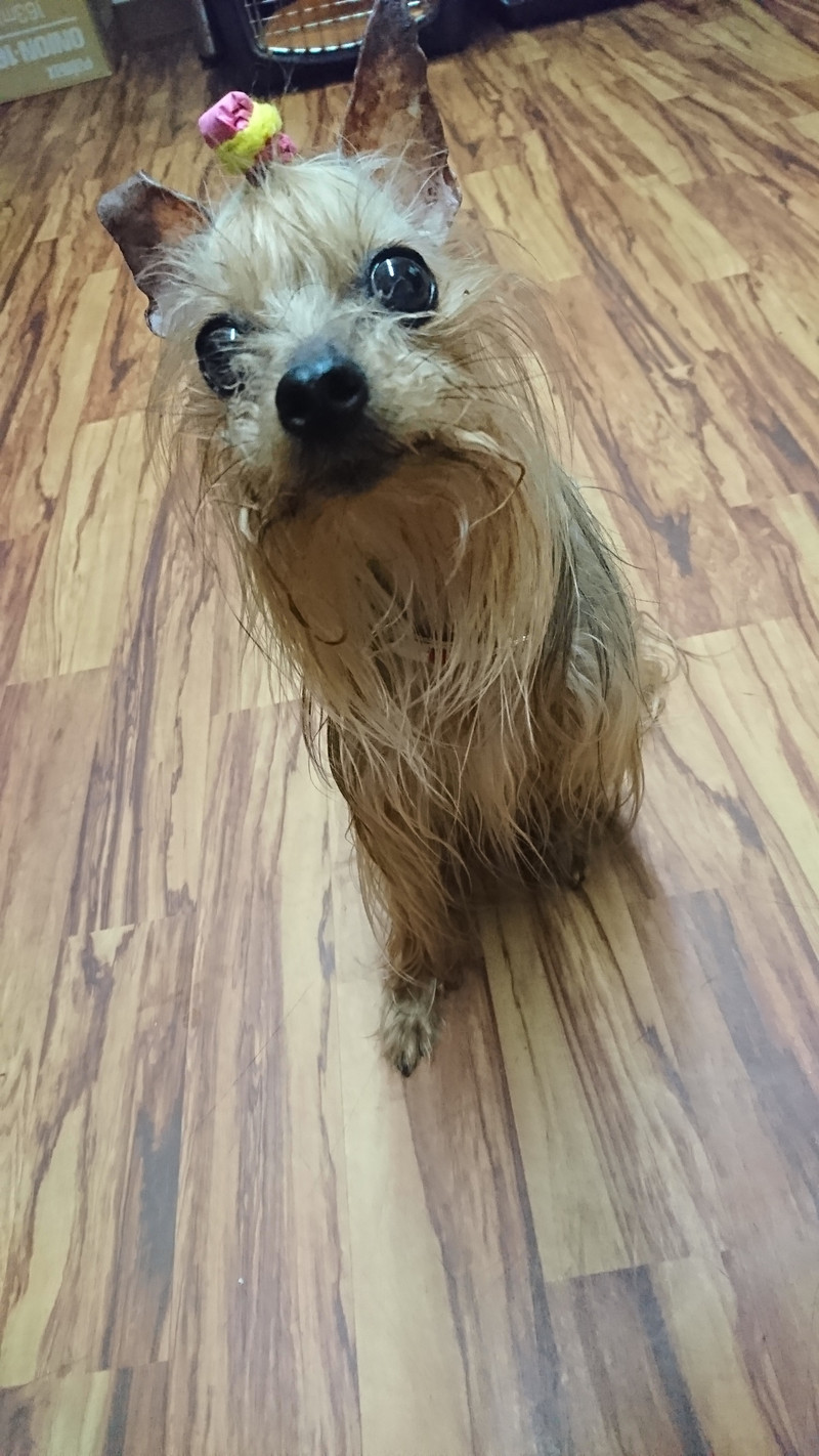 ヨーキーのみゅーちゃん お泊まりの様子