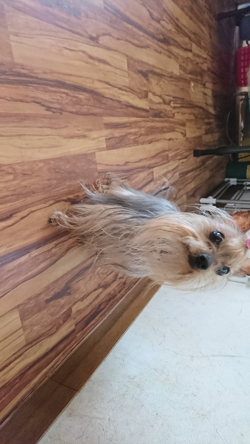 ヨーキーのみゅーちゃん お泊まりの様子