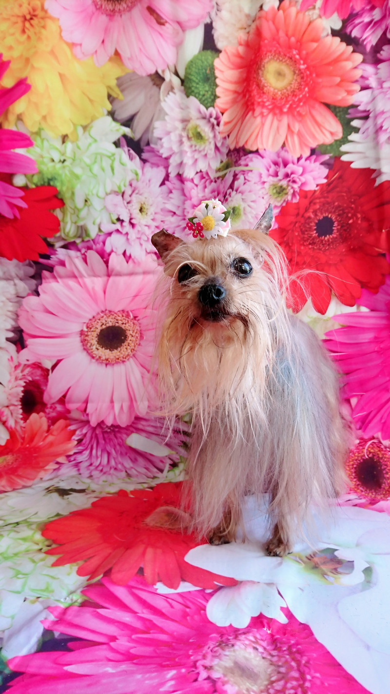 ヨーキーのみゅーちゃん グルーミングコース ハープパック デンタル