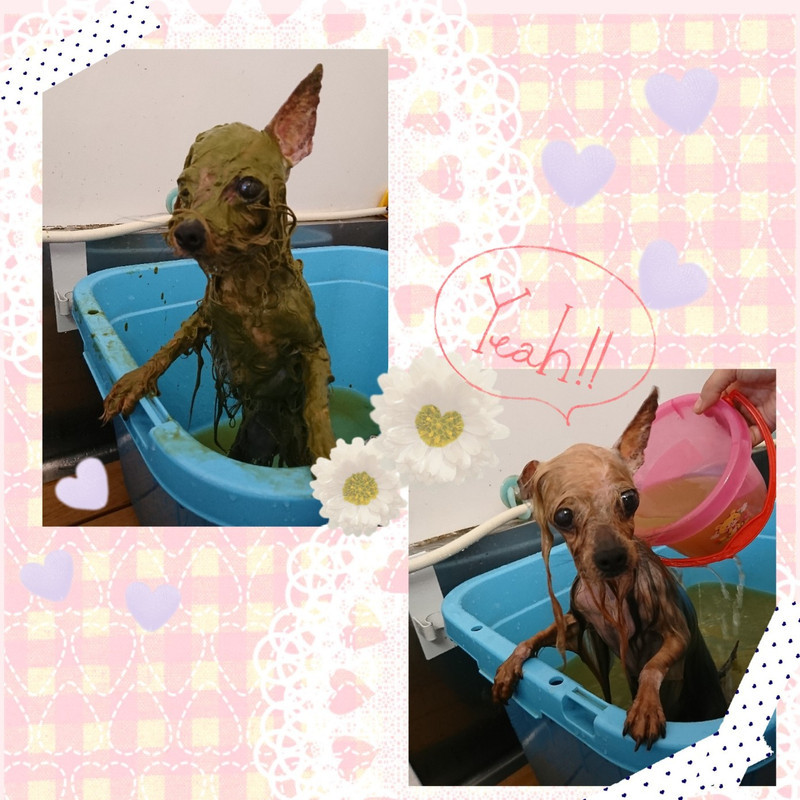 ヨーキーのみゅーちゃん グルーミングコース ハープパック デンタル