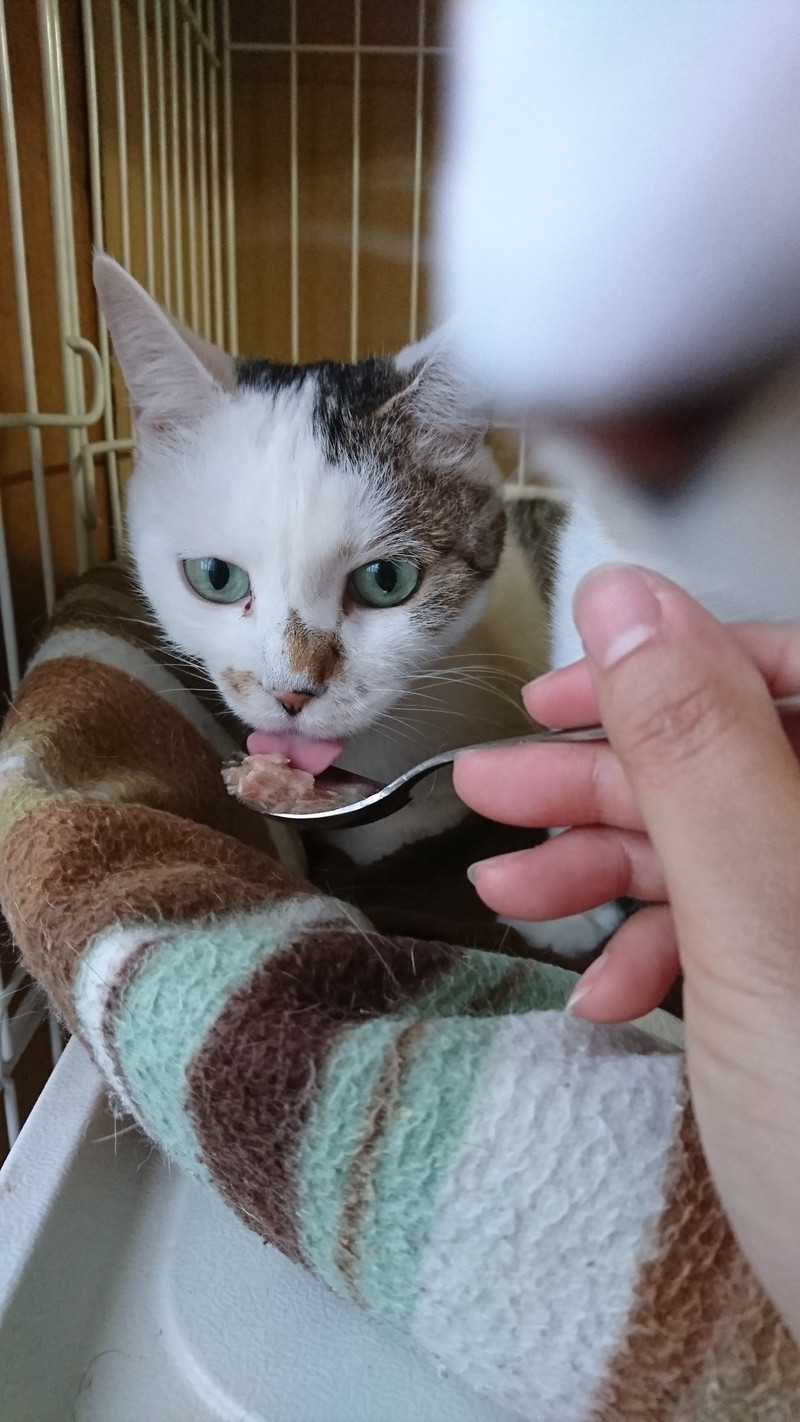 猫のリンちゃん&チャコちゃん お泊まりの様子