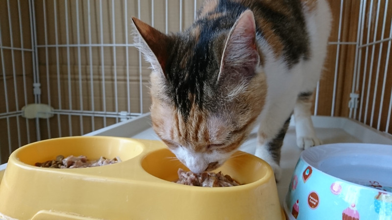 猫のリンちゃん&チャコちゃん お泊まりの様子