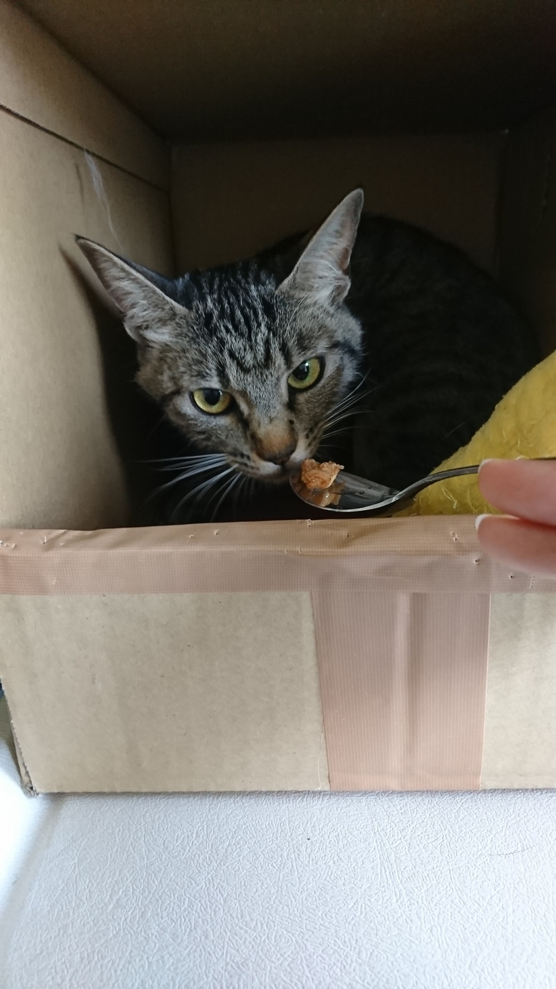 猫のココちゃん お泊まりの様子