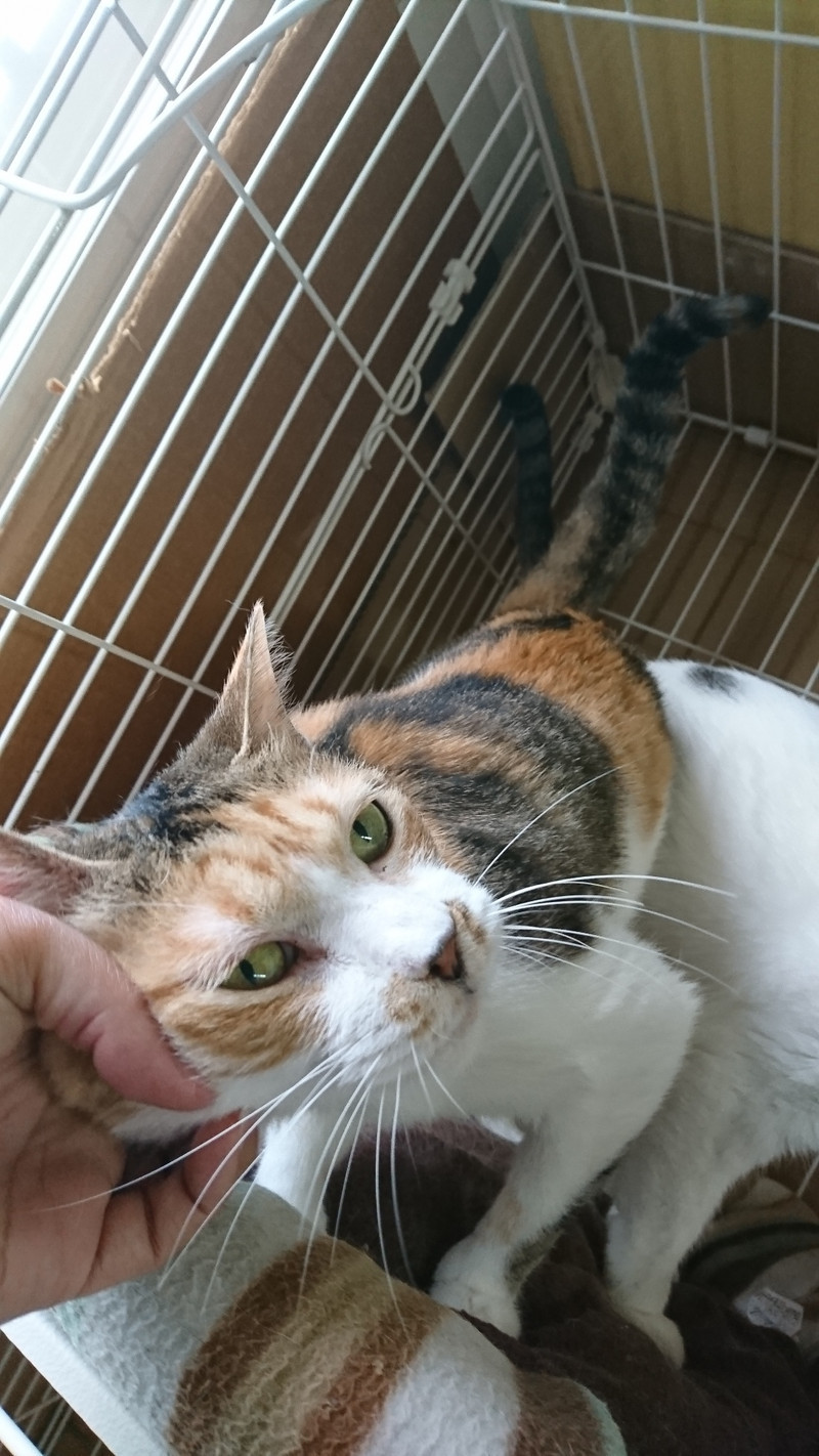 猫のリンちゃん&チャコちゃん お泊まりの様子