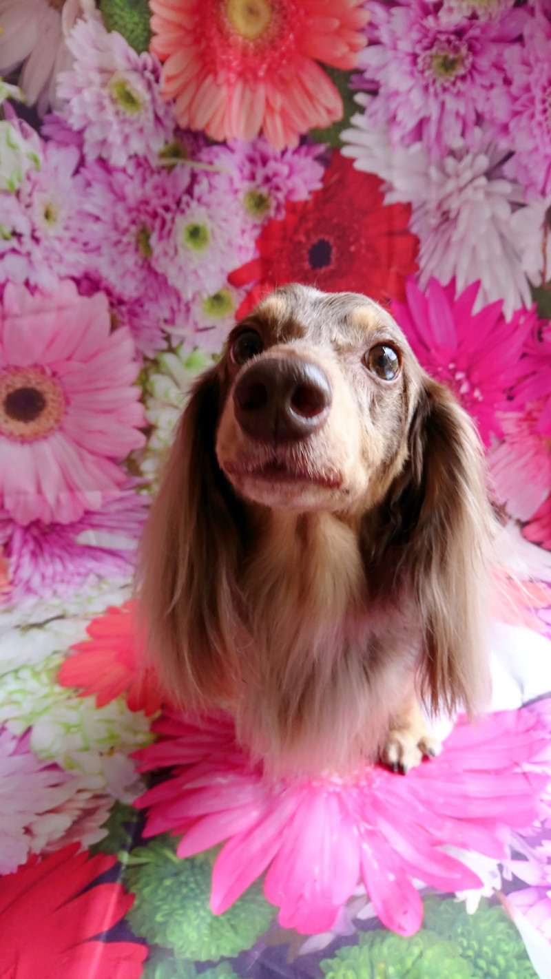 ダックスのシエルちゃん グルーミングコース