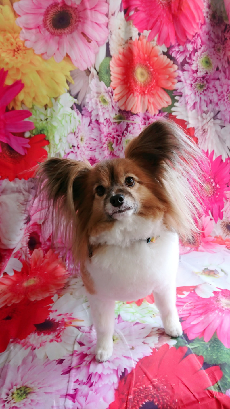 パピヨンのパピ助ちゃん グルーミングコース 部分カット