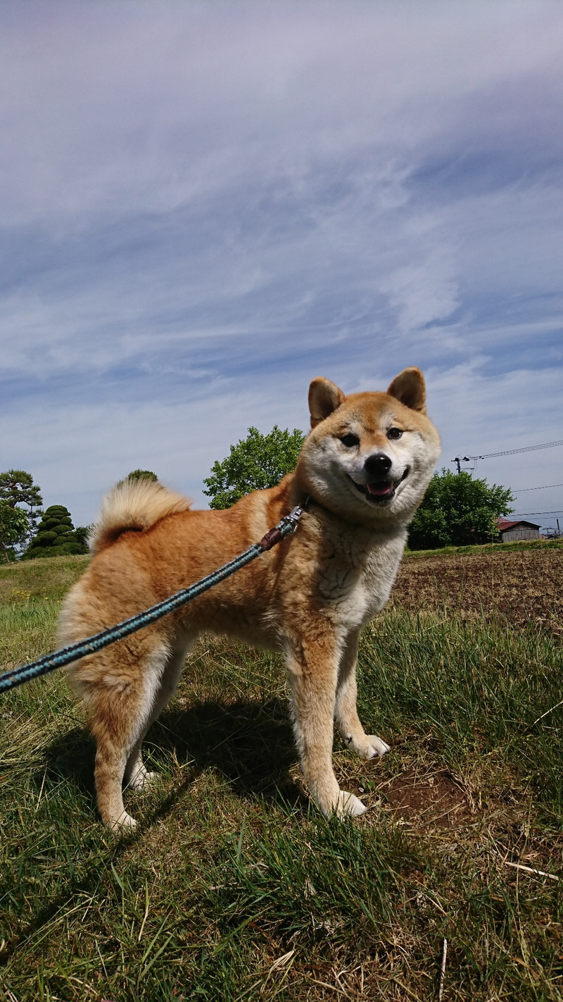 柴のまるちゃん お泊まりの様子
