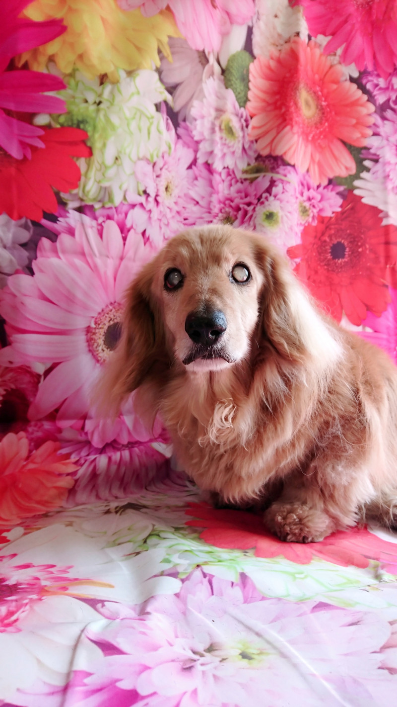 ダックスのムーちゃん 足裏のカット