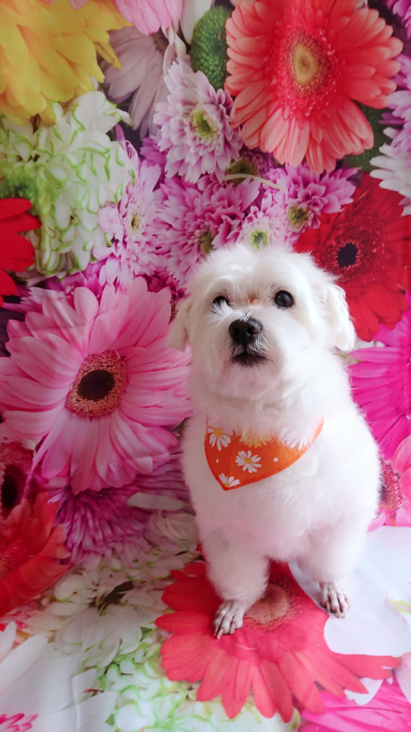 マルチーズのプータちゃん シャンプーコース お爪切り お耳掃除 足先のバリカン