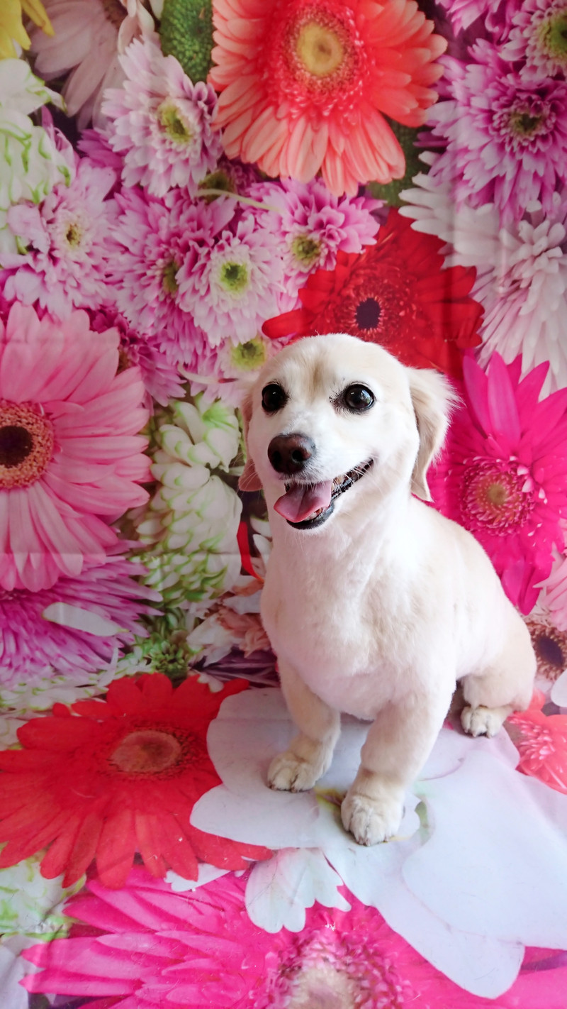 チワワ×ダックスのアクアちゃん トリミングコース