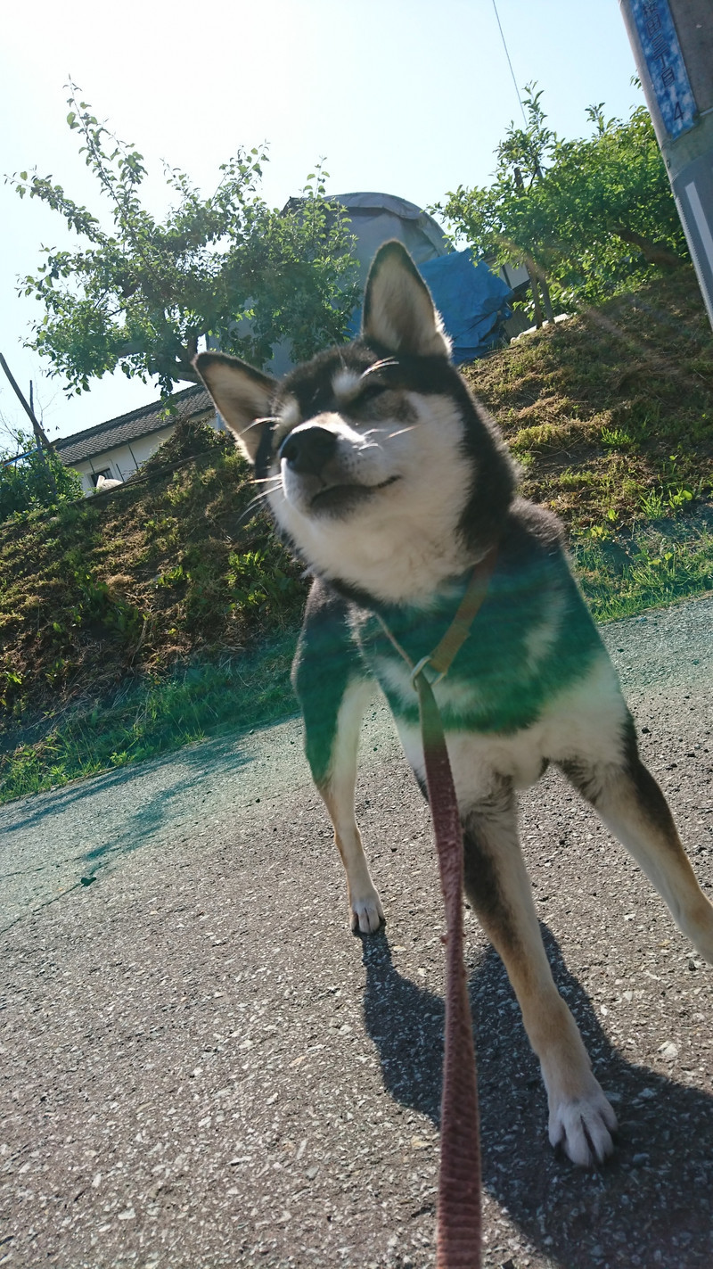 柴のあずきちゃん お泊まりの様子