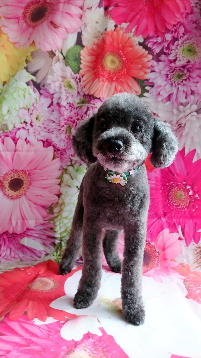 プードルのゲンちゃん トリミングコース