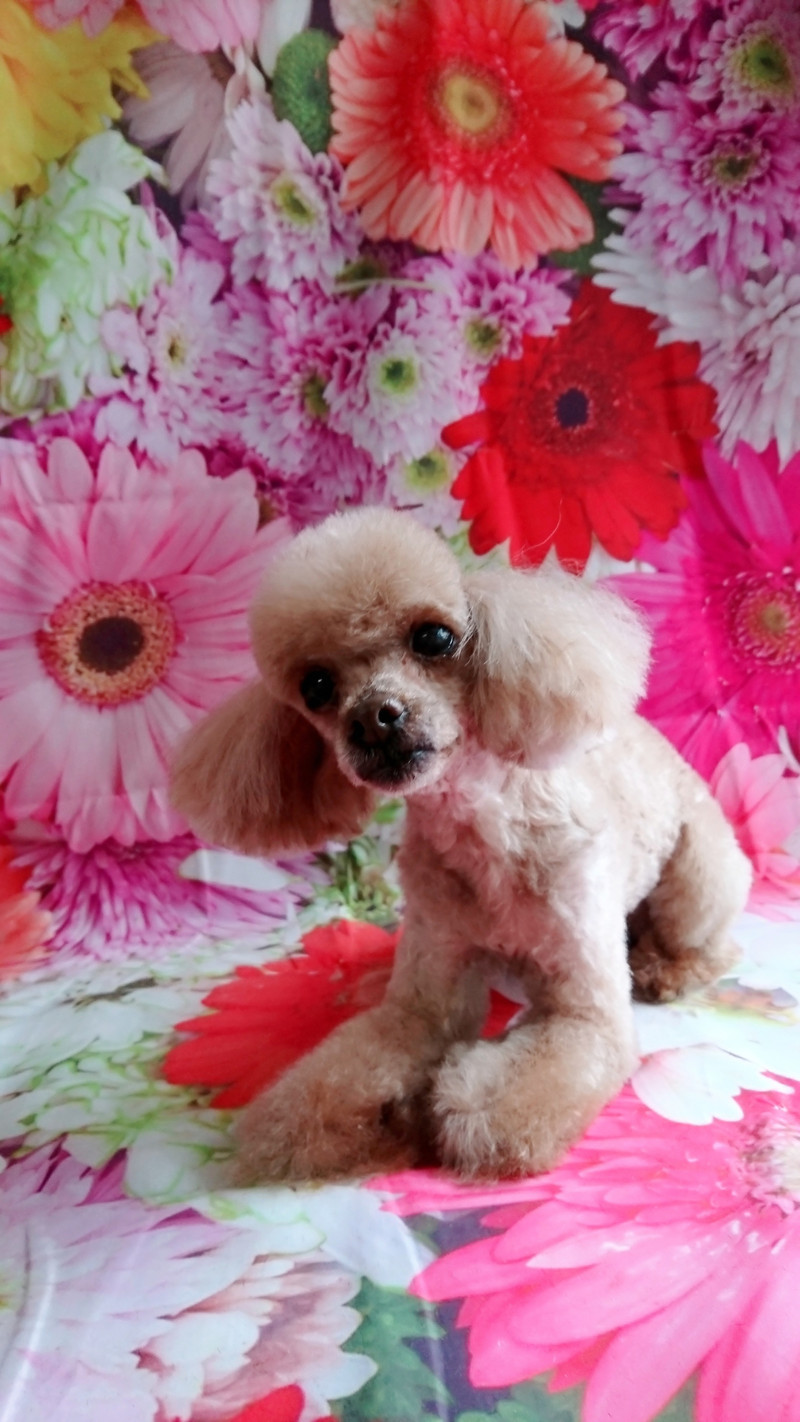 プードルのメルちゃん&モコちゃん トリミングコース