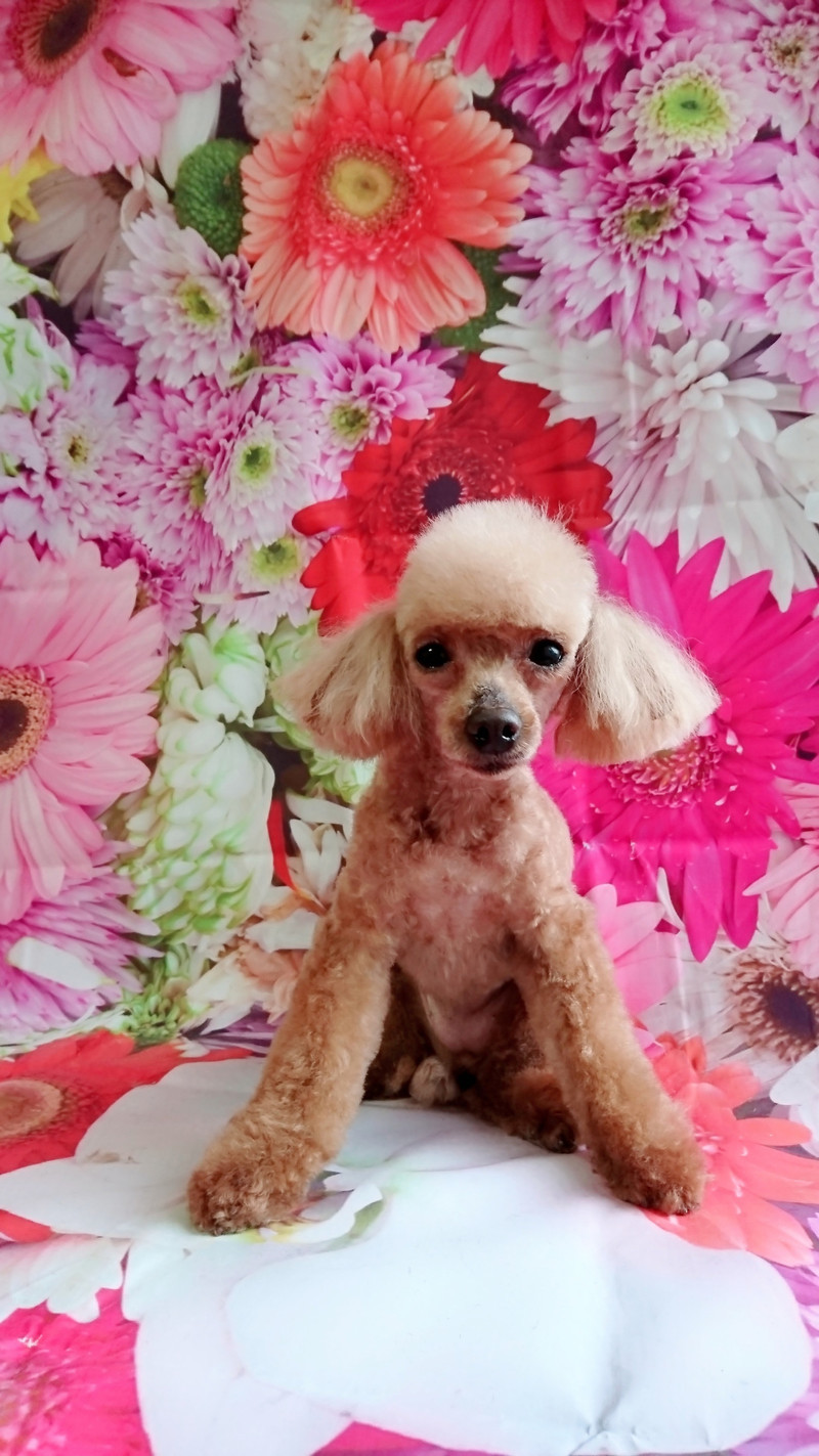 プードルのメルちゃん&モコちゃん トリミングコース