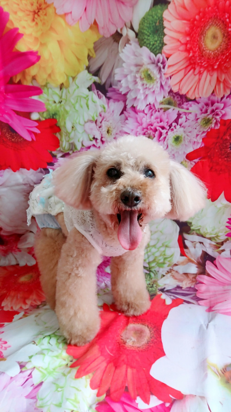 プードルのノルドちゃん シャンプーコース デンタル