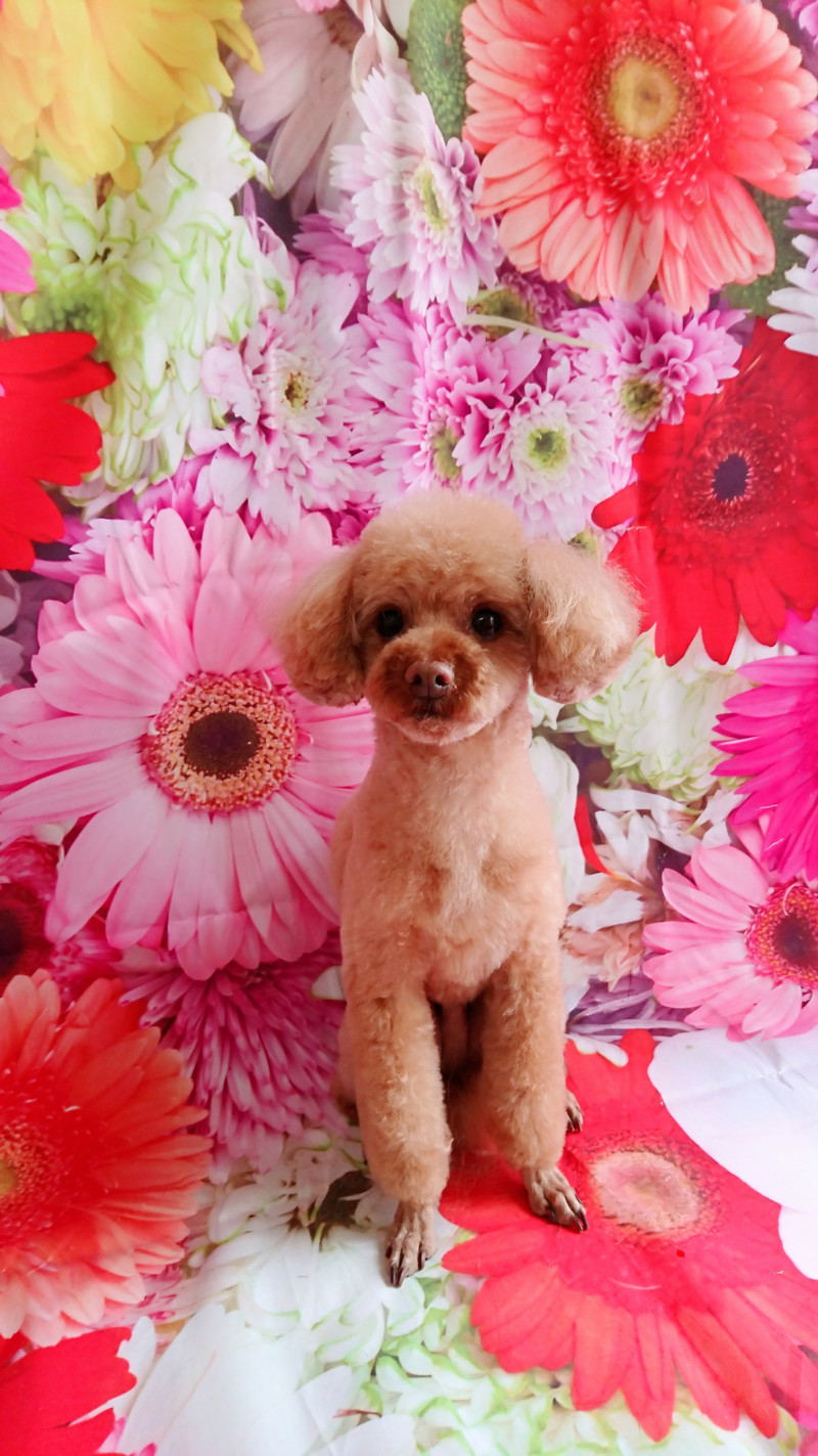 プードルのジョンちゃん トリミングコース デンタル