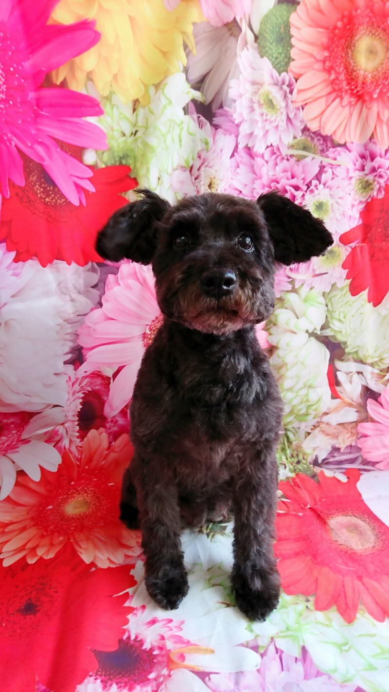 シュナウザーのヂヂちゃん トリミングコース デンタル