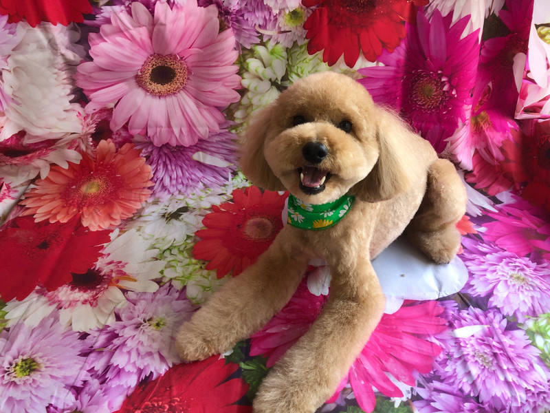 トイプードル フクちゃん トリミングコース