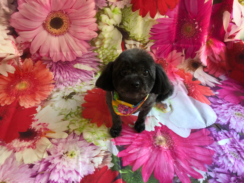 MIX ふぅーちゃん トリミングコース