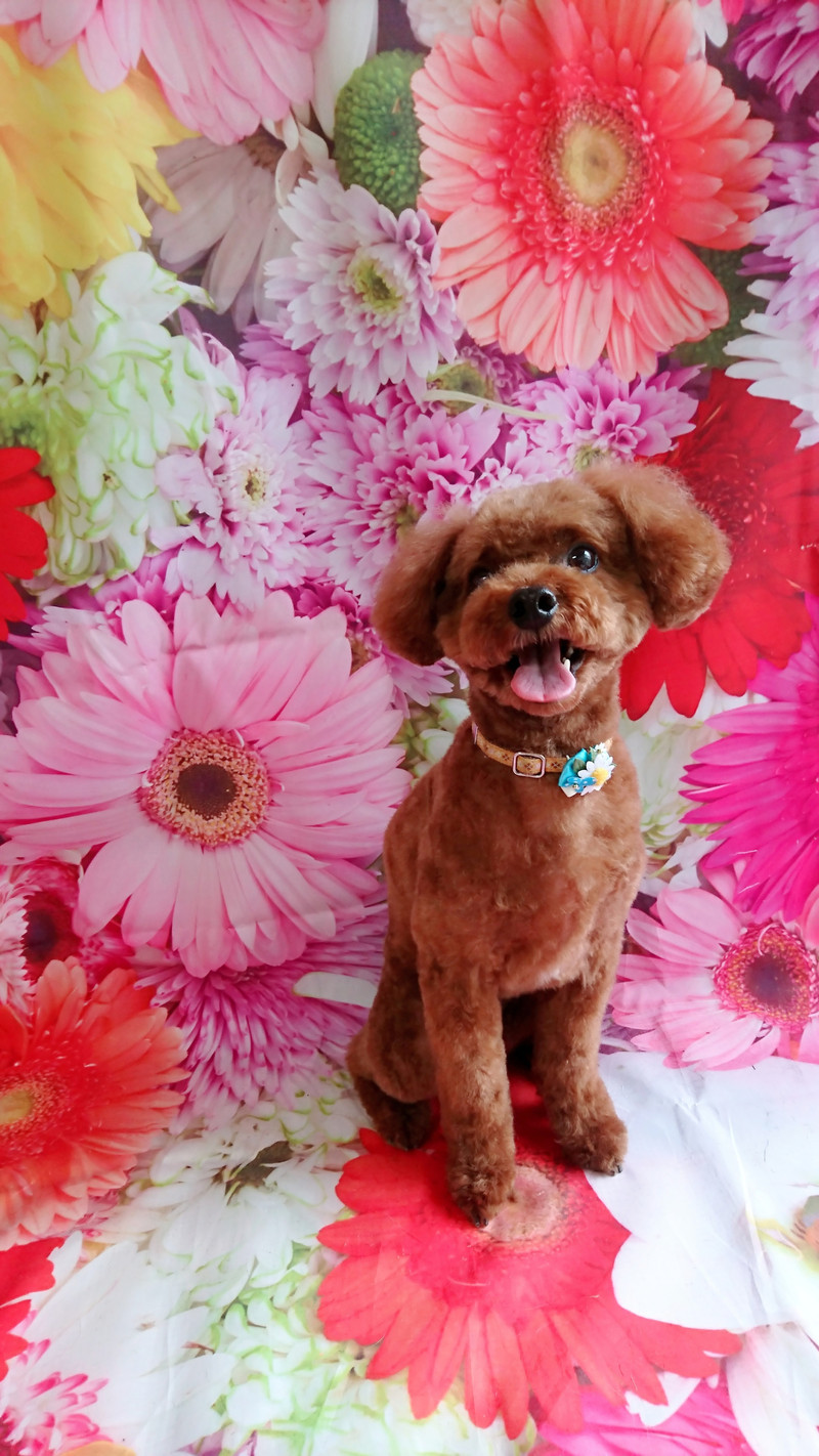 プードルのそらちゃん トリミングコース