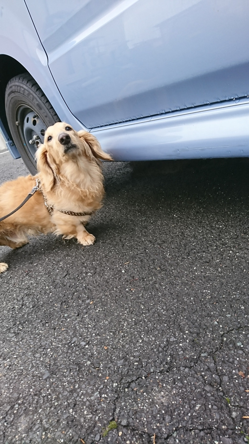 ダックスのロクちゃん お泊まりの様子