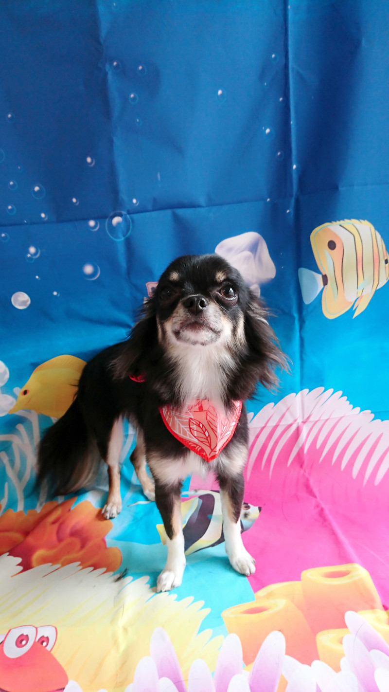 チワワのチョコちゃん グルーミングコース 部分カット