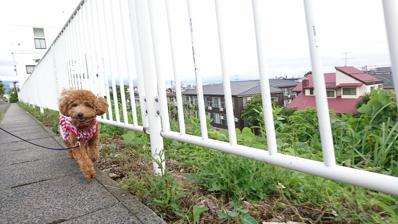 プードル×マルチーズのキャンディーちゃん お泊まりの様子