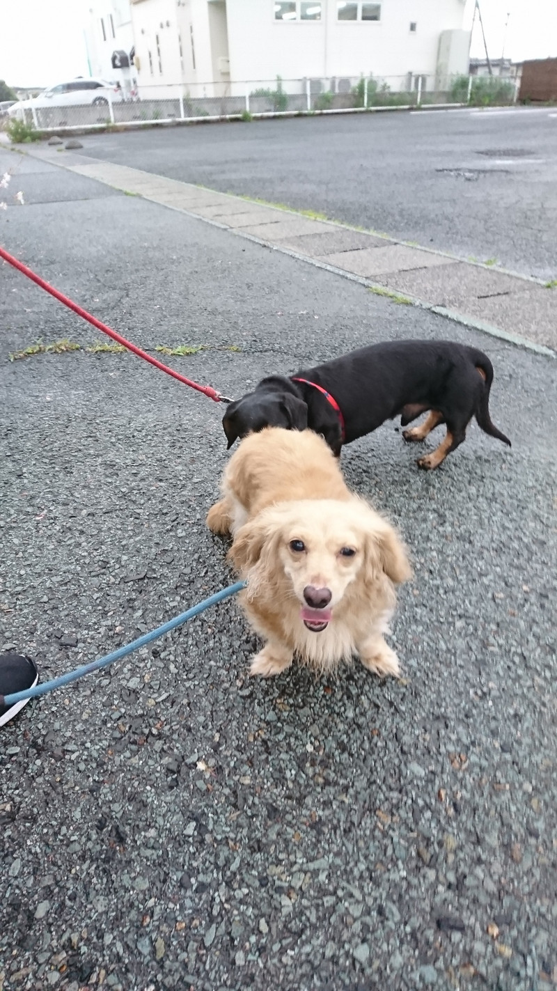 ダックスのアロンちゃん お泊まりの様子