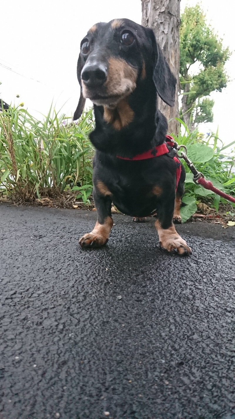 ダックスのアロンちゃん お泊まりの様子