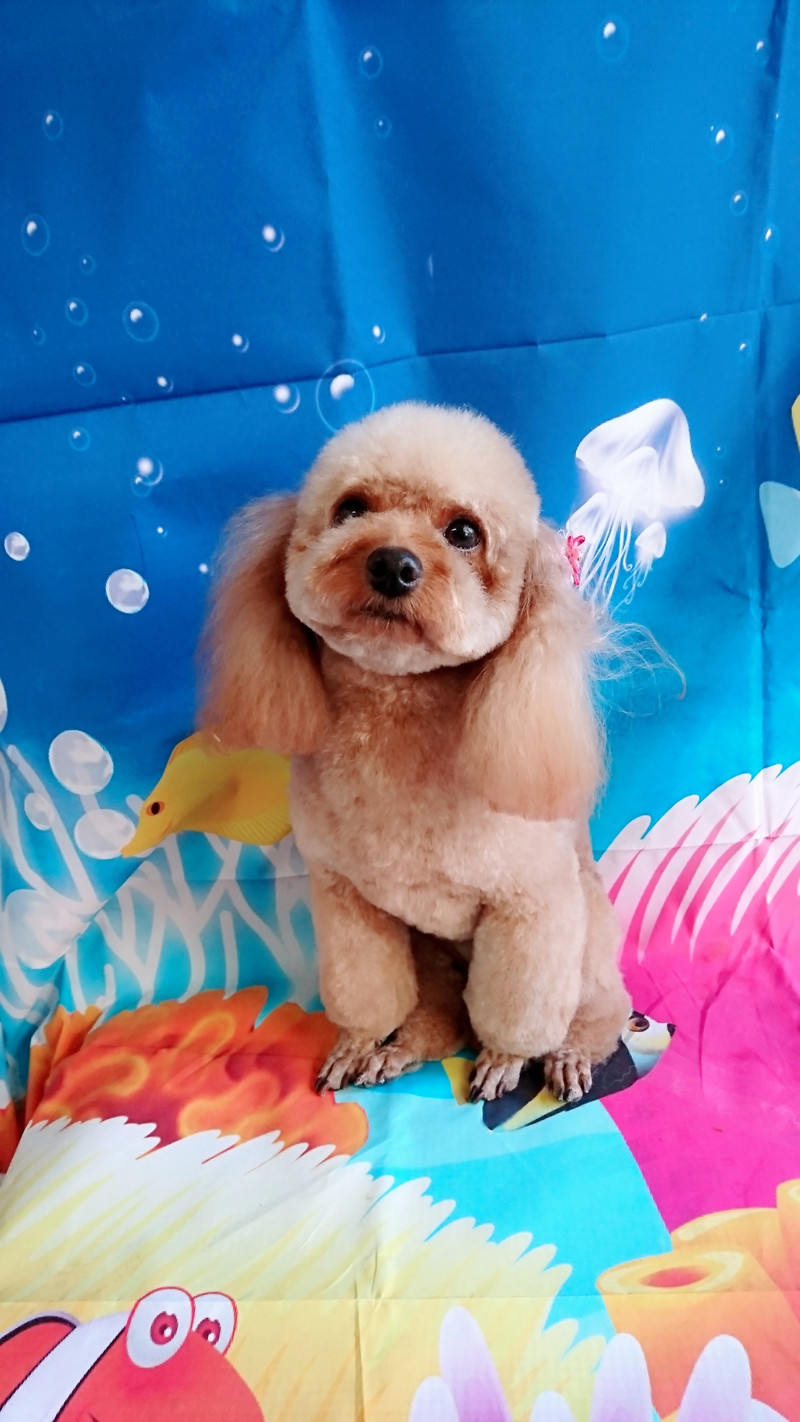 プードルのすずちゃん&ルナちゃん トリミングコース