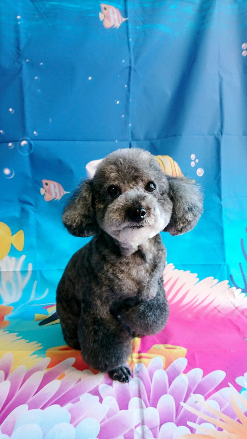 プードルのすずちゃん&ルナちゃん トリミングコース