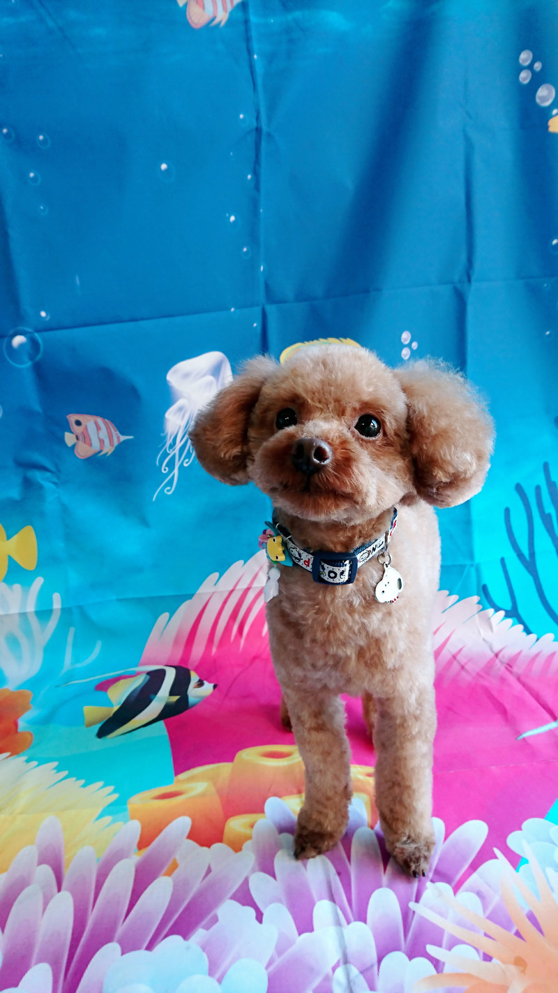 プードルの晴ちゃん トリミングコース