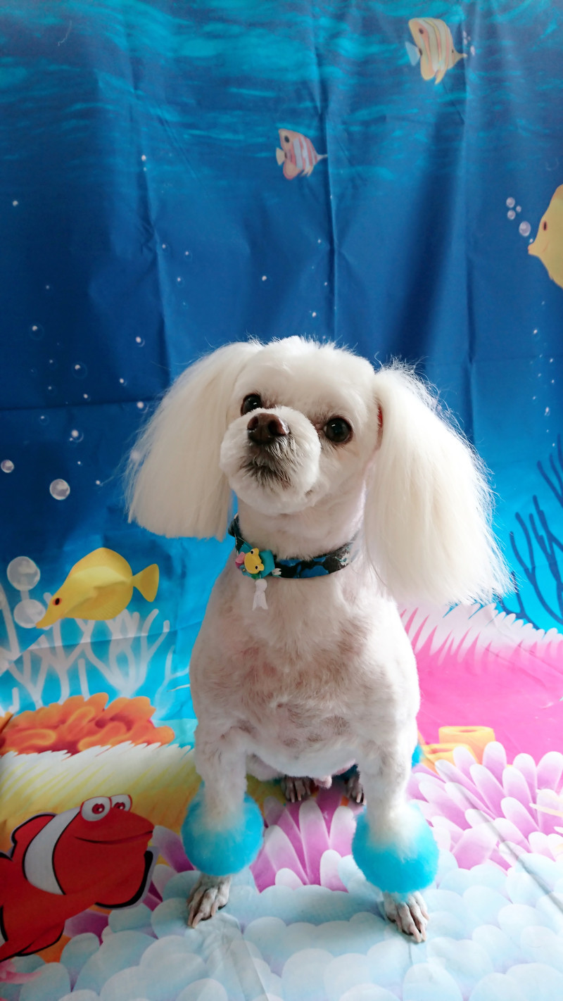 MIXのラフちゃん トリミングコース カラーリング