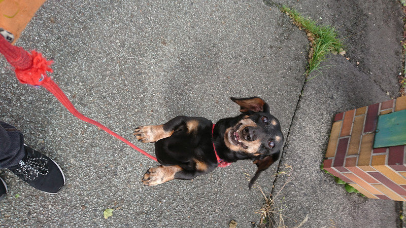 ダックスのアロンちゃん お泊まりの様子