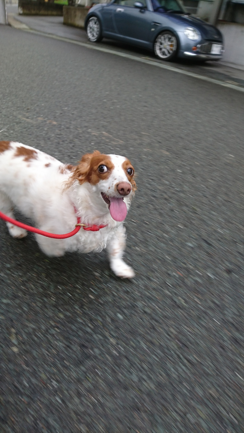 ダックスのひまわりちゃん お泊まりの様子